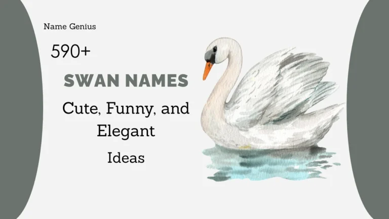 Swan Names