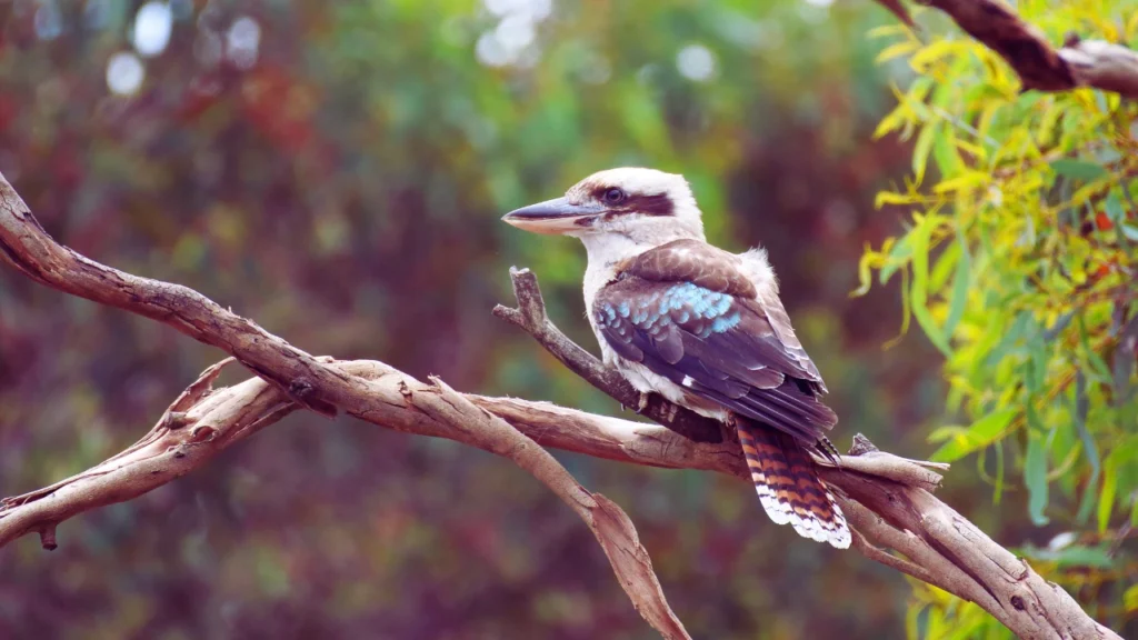 Adorable Baby Names for Kookaburra