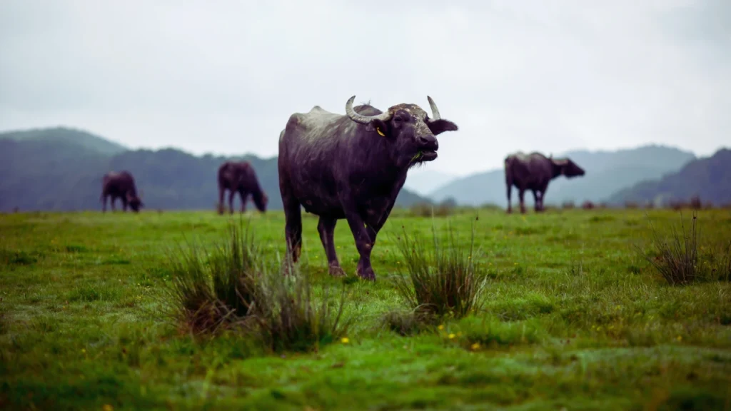 African Buffalo Names