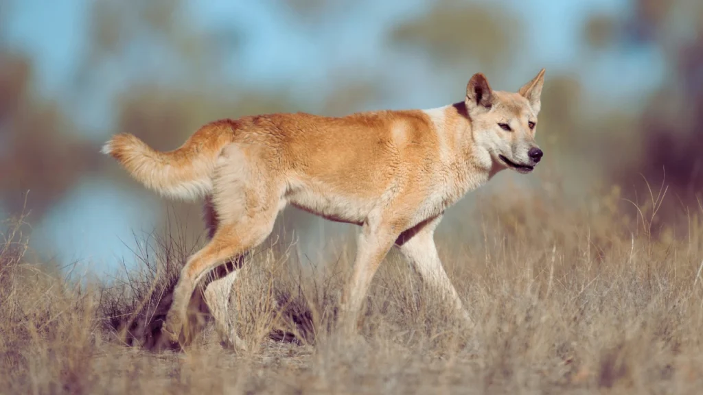 Aussie Dingo Nicknames