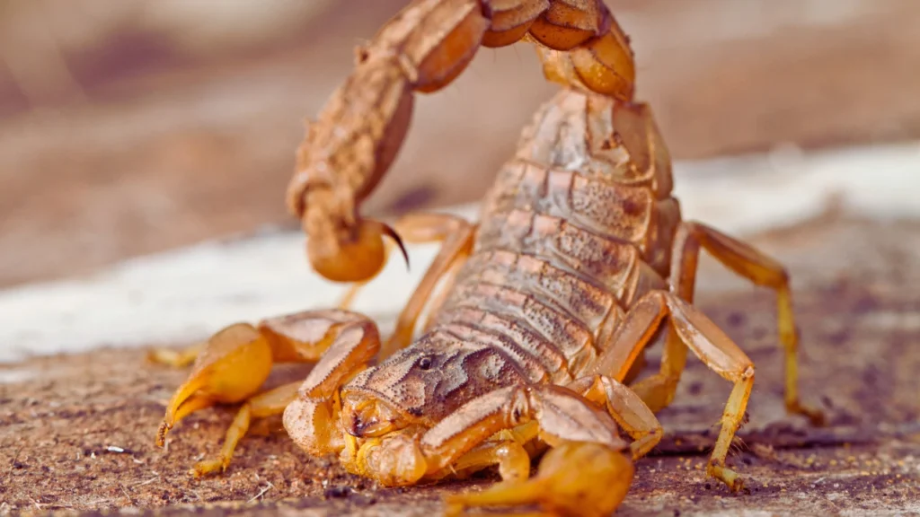 Baby Names That Mean Scorpio