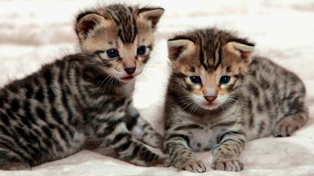 Baby Savannah Cat Names