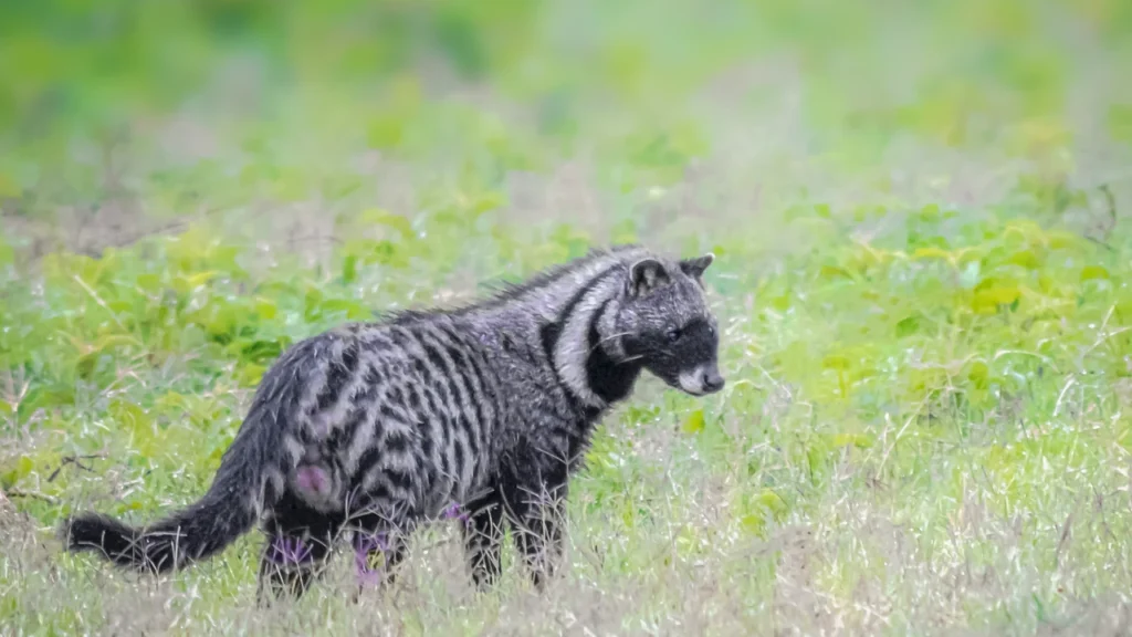 Badass Civet Names