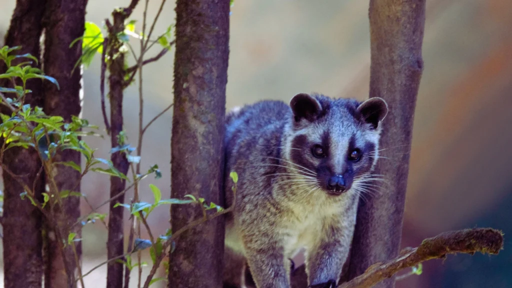 Civet Other Names