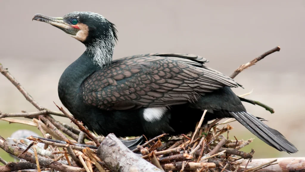 Color-Based Cormorant Names
