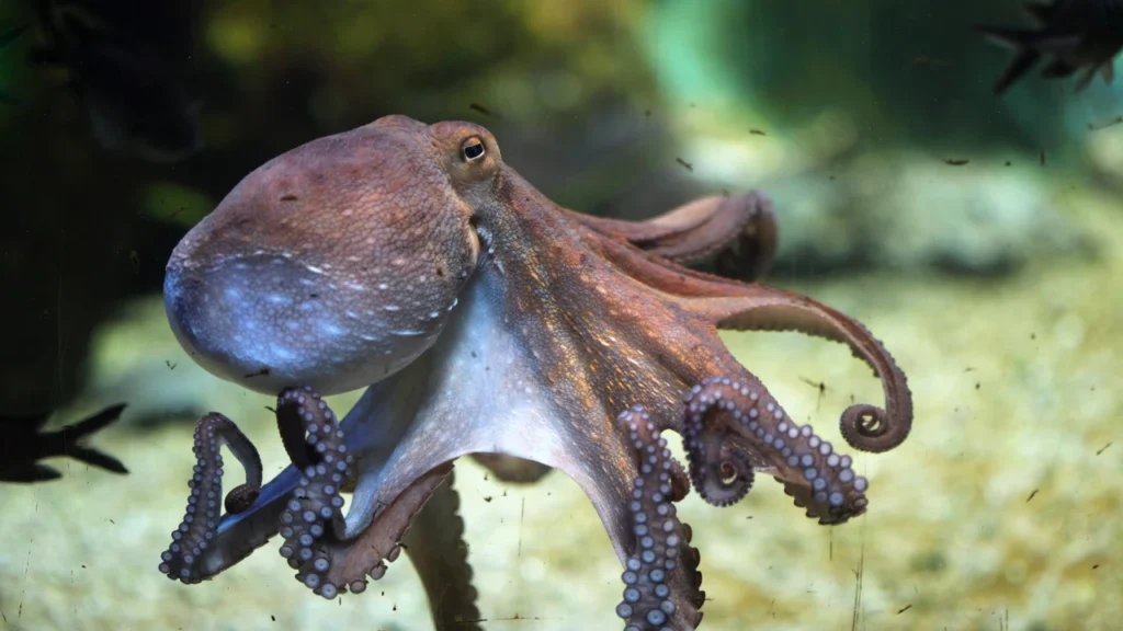 Cool Names for Octopuses