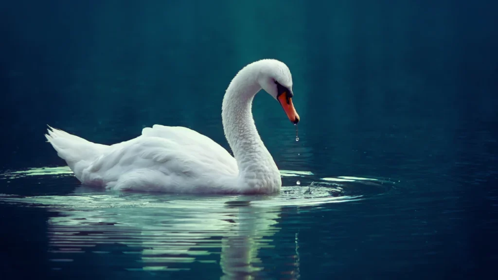 Cool Swan Names
