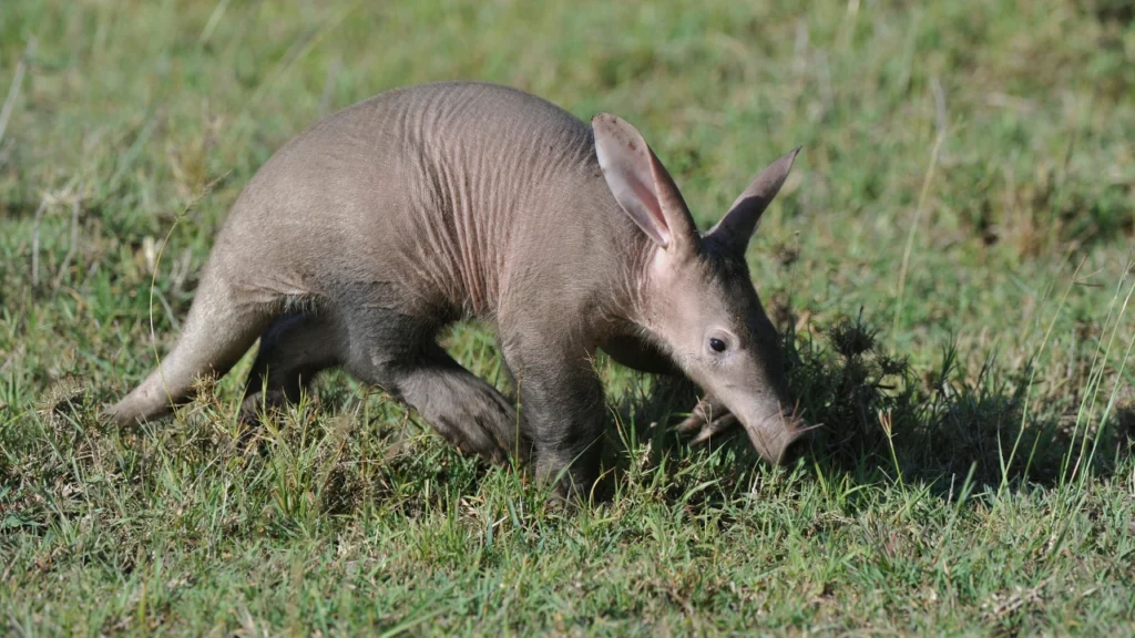 Cute Aardvark Names
