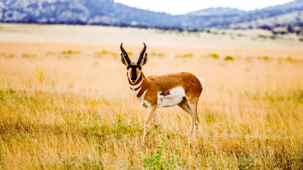 Cute Antelope Names