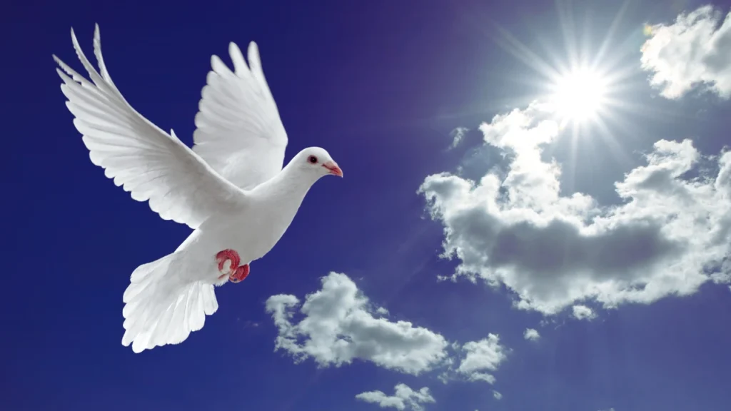 Cute Dove Names
