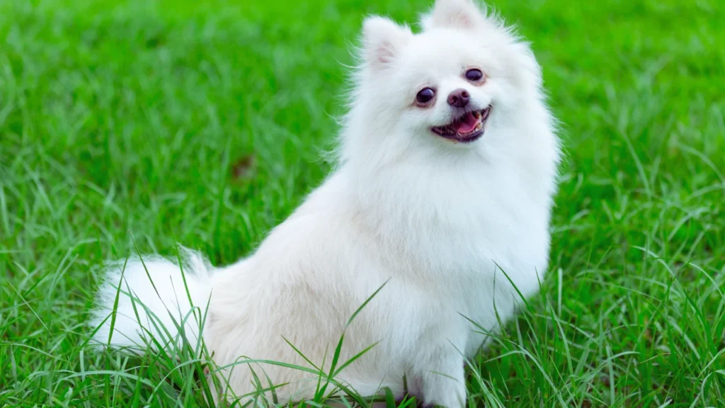 Cute Female Dog Names
