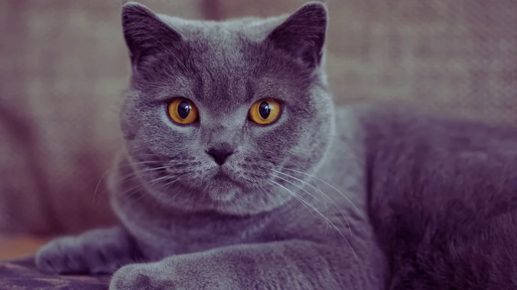 Cute Grey Cat Names