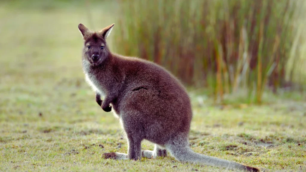 Cute Wallaby Names