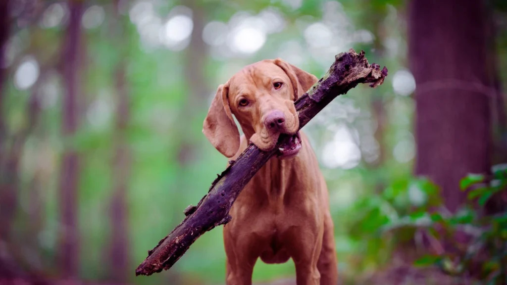 Dog Names from Ancient Languages