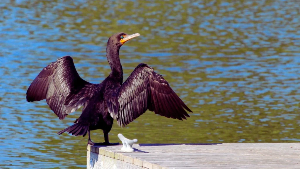 Double Crested Cormorant Names