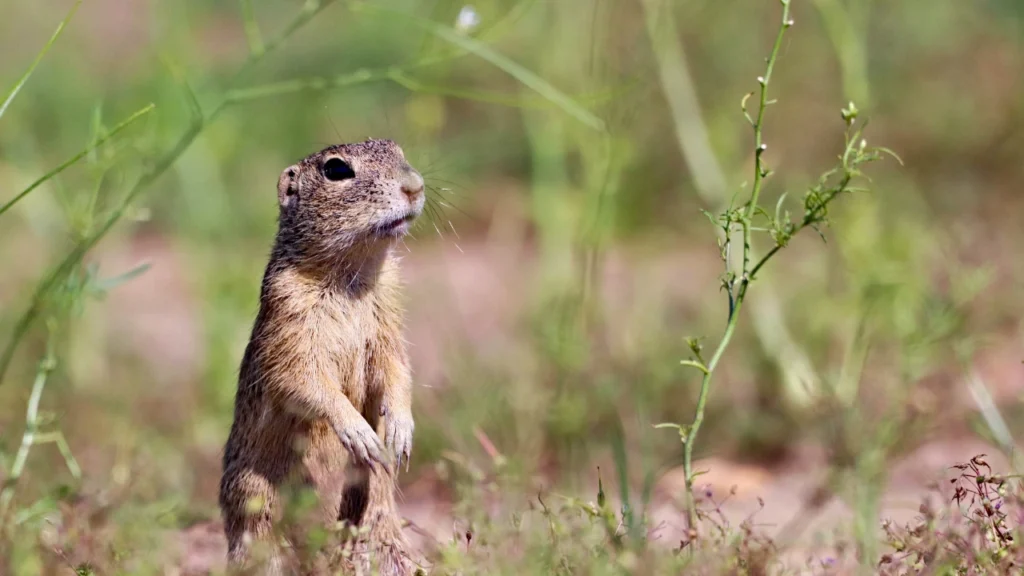 Famous Gopher Names in Pop Culture