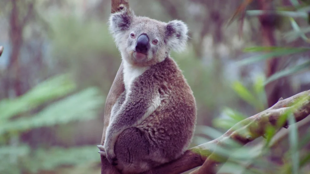 Famous Koala Bear Names