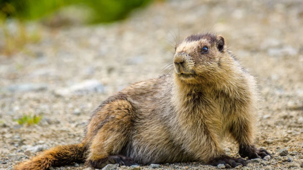 Famous Marmot Names