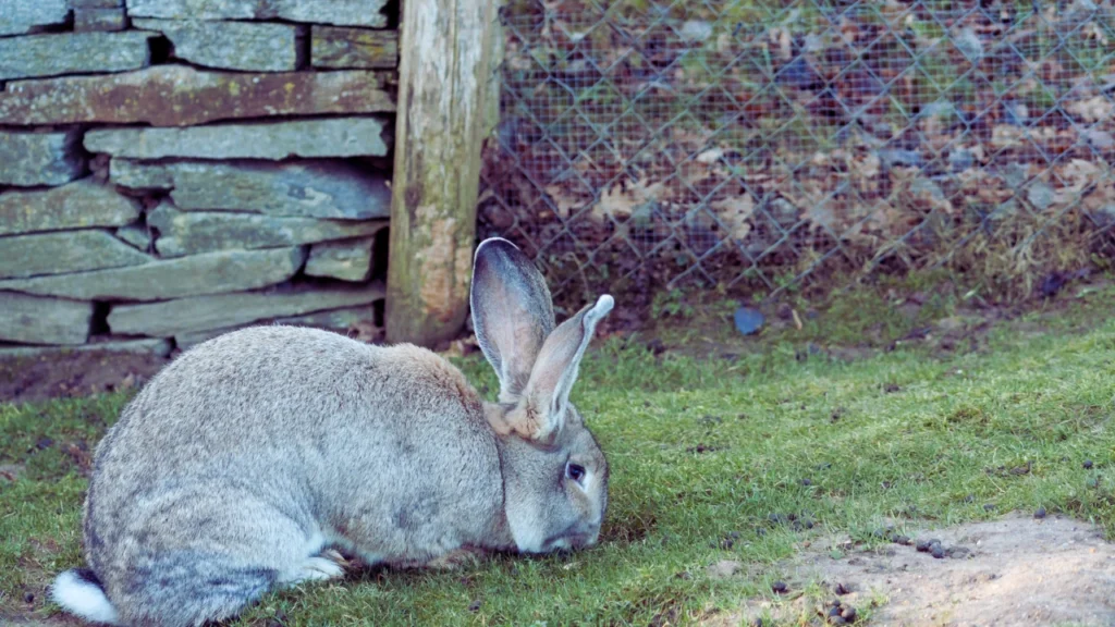 Female Flemish Giant Names