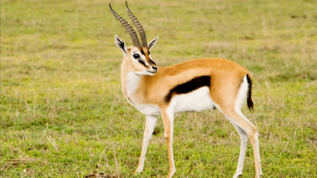 Female Gazelle Names