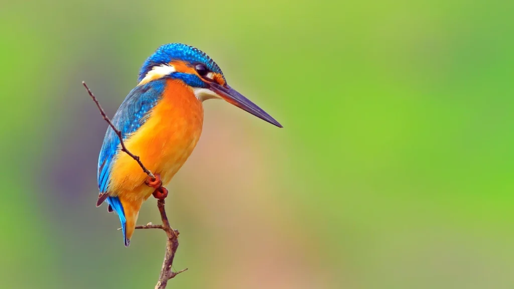Female Kingfisher Names