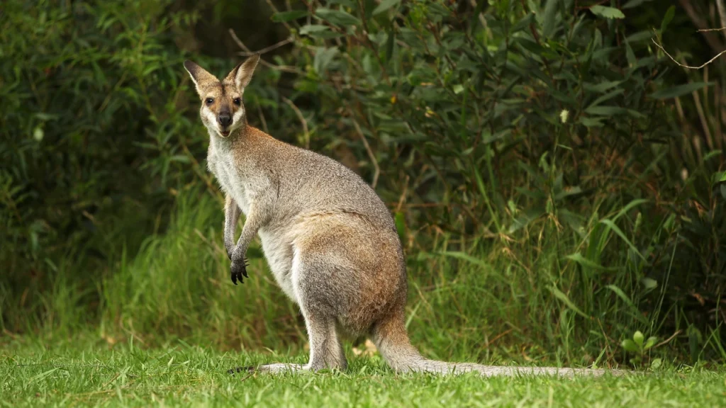 Female Wallaby Names