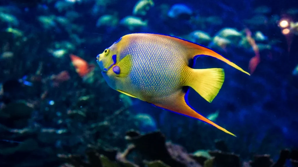 Freshwater Angelfish Names