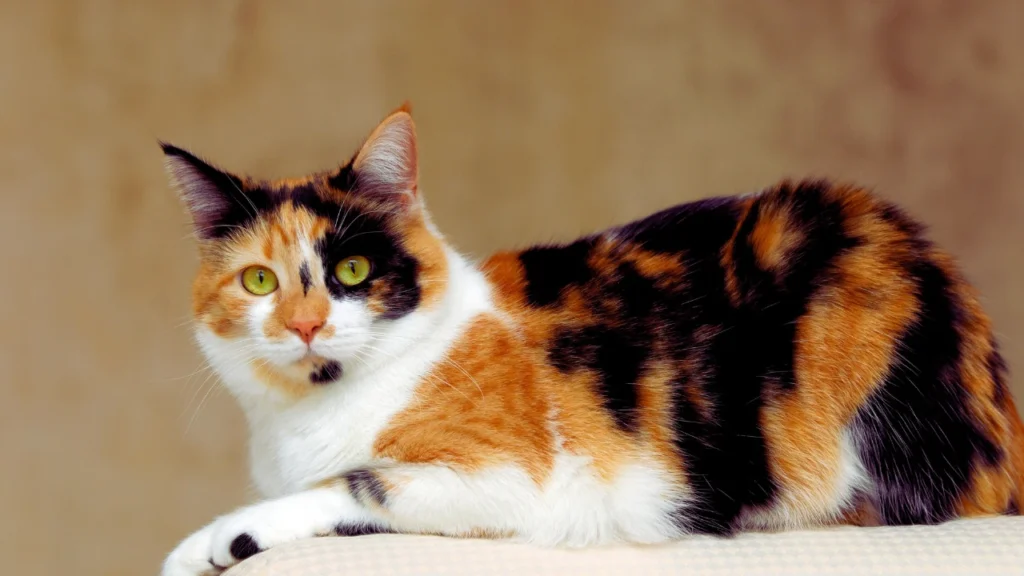 Funny Calico Cat Names
