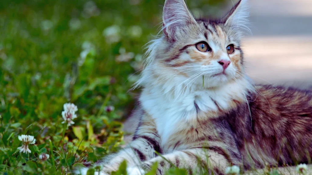 Funny Female Cat Names