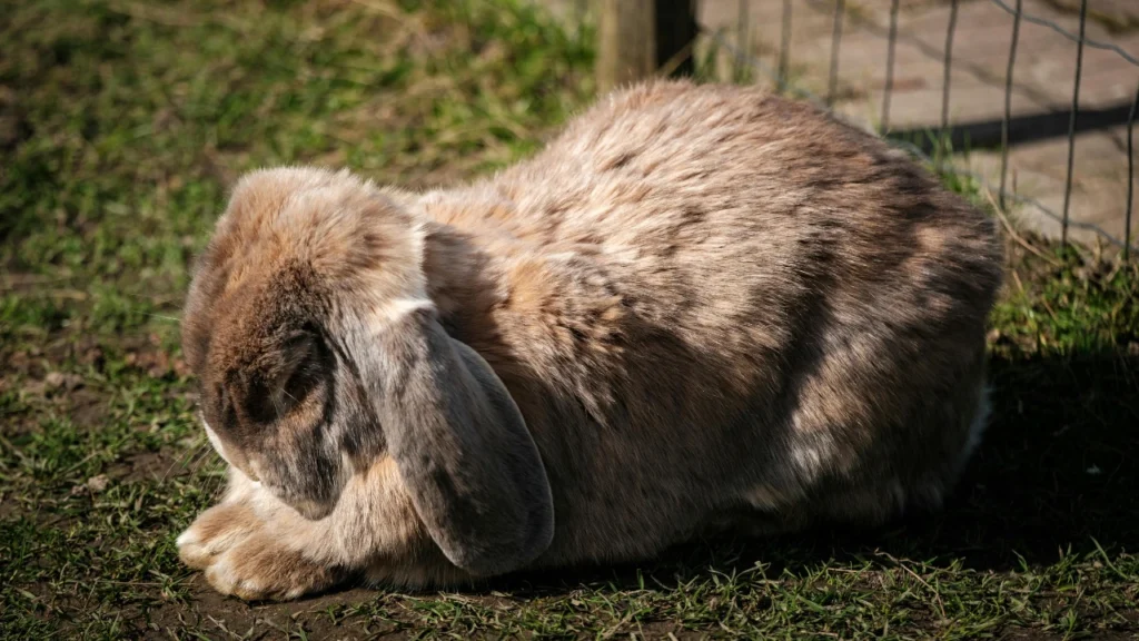 Funny Flemish Giant Names