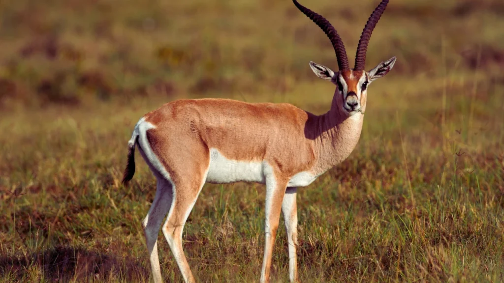Funny Gazelle Names