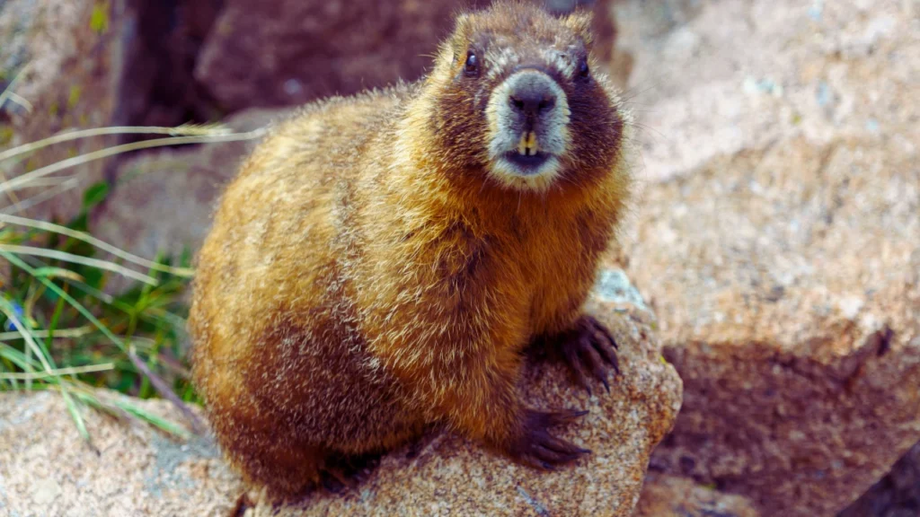 Funny Marmot Names