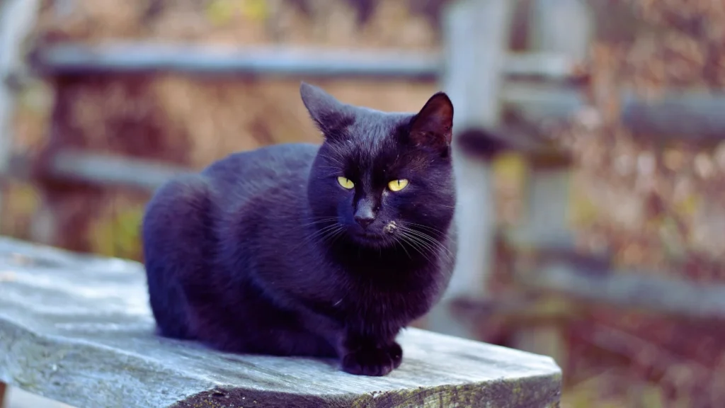 Girl Black Cat Names