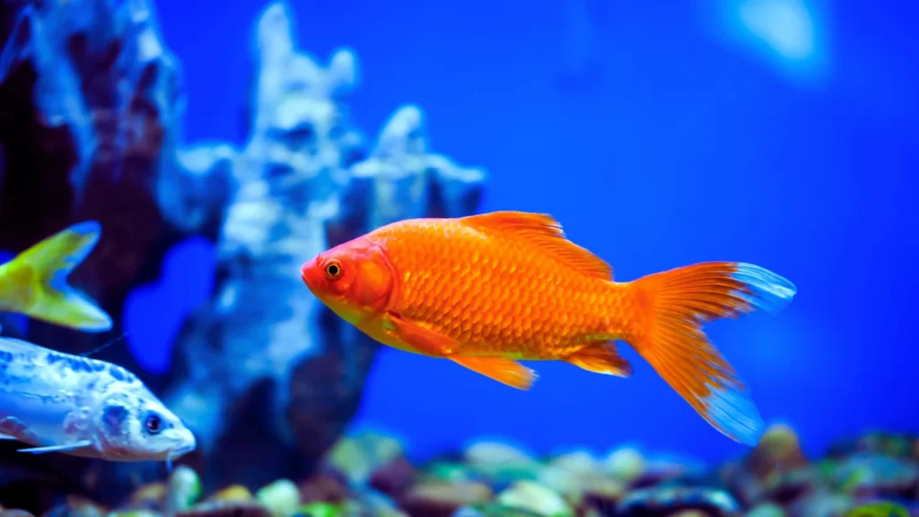 Good Fish Names
