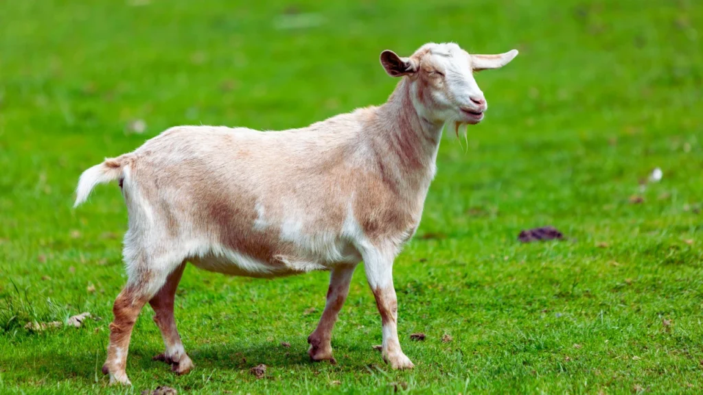 Good Goat Names