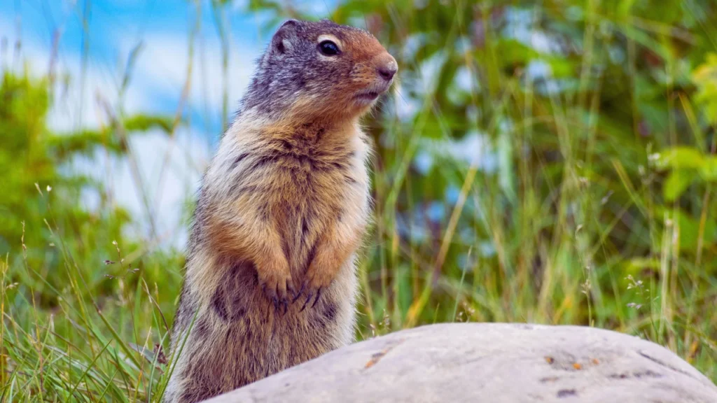 Gopher Yelling Names