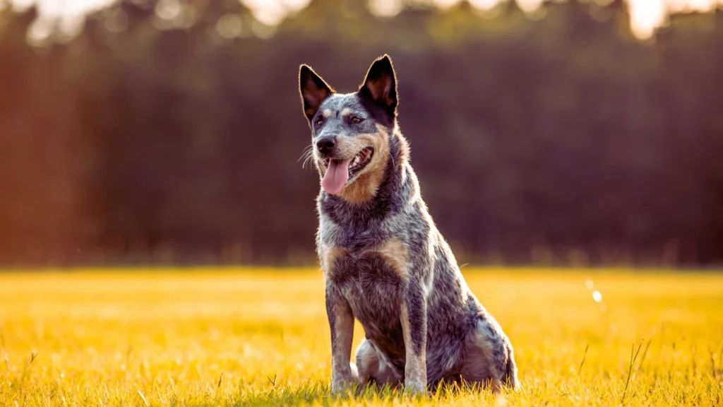 Gray Dog Names