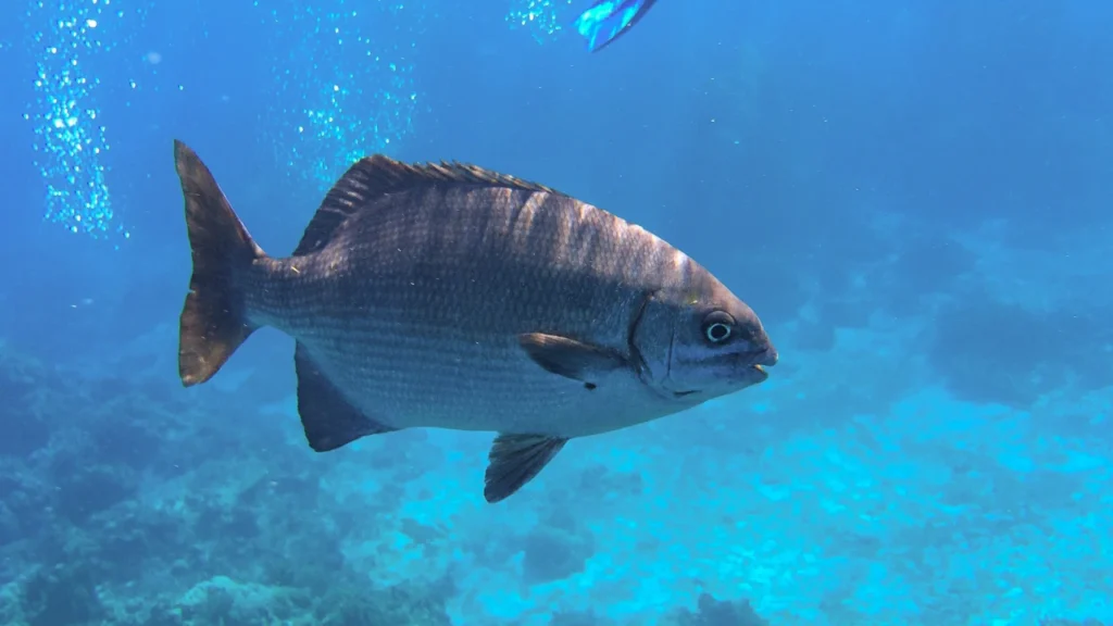 Inappropriate Fish Names