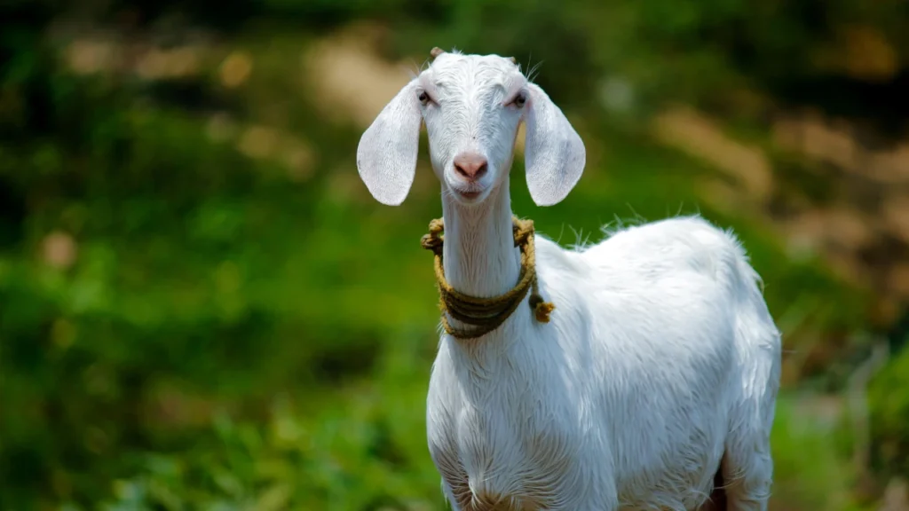 Inappropriate Goat Names