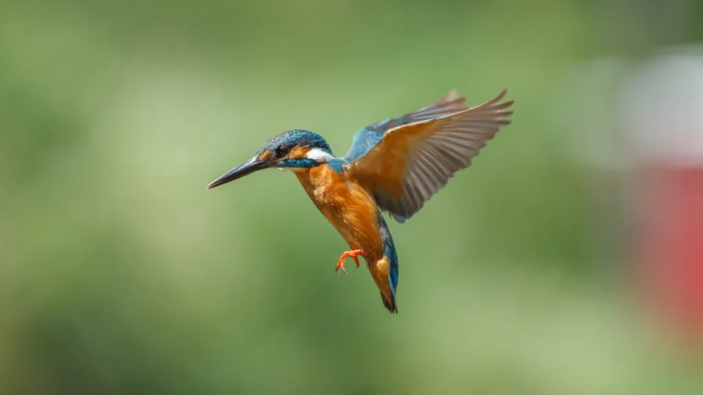 Kingfisher Nicknames