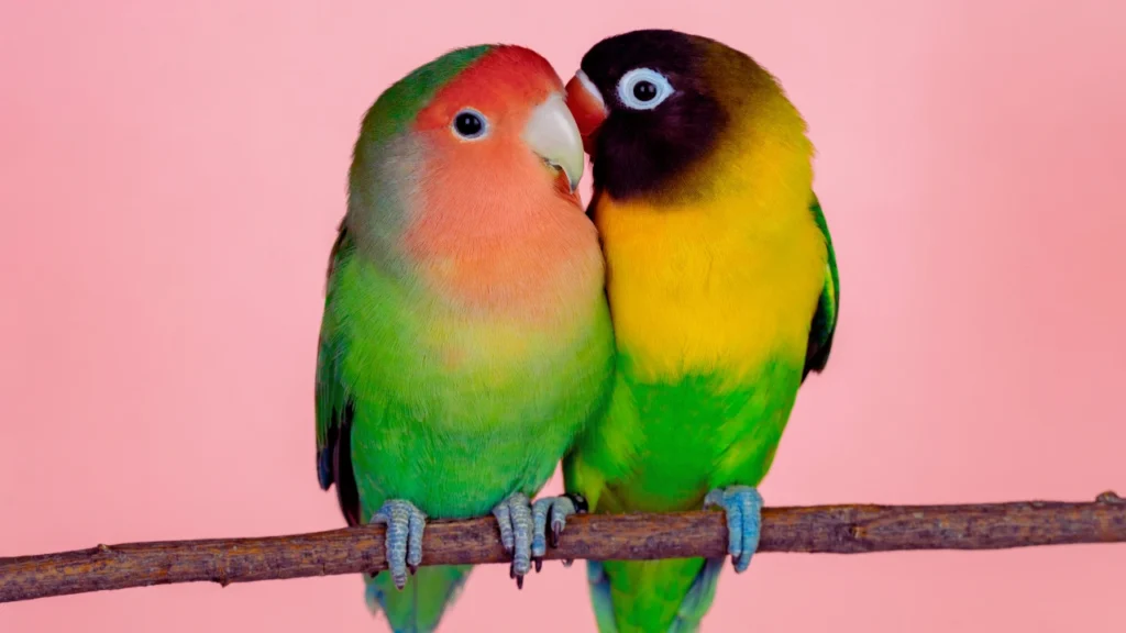 Lovebird Pair Names