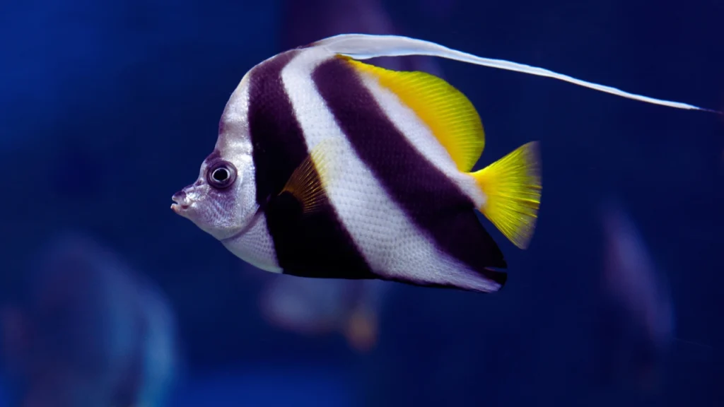 Male Angelfish Names