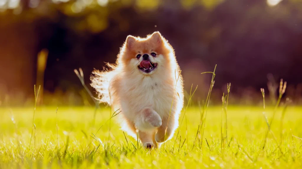 Male Pomeranian Names