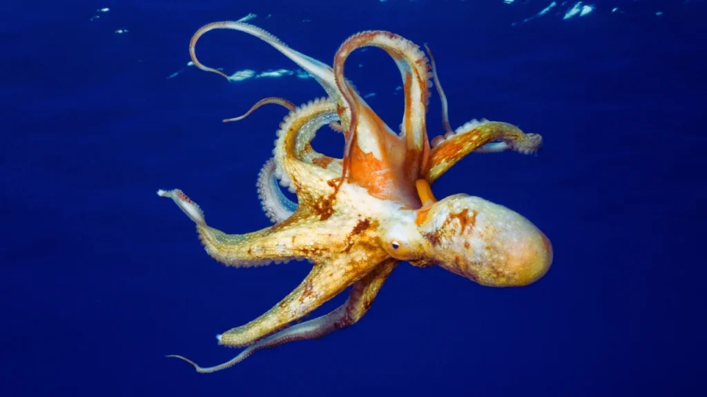 Marine World-Inspired Octopus Names