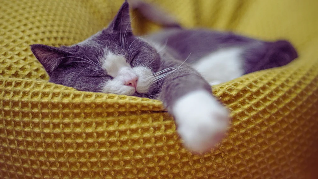 Mythology-Inspired Grey Cat Names