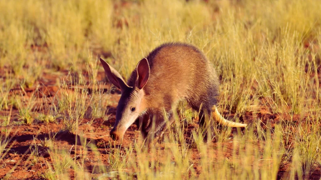 Names That Mean Aardvark