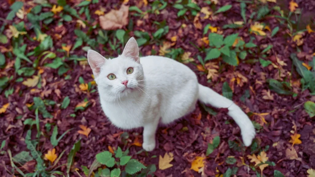 Names for White Kittens