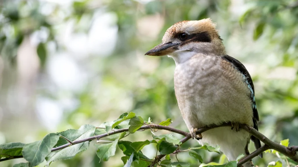 Nature-Inspired Kookaburra Names