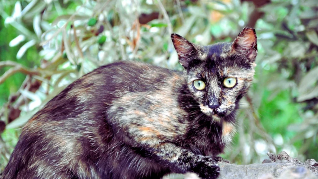 Nature-Inspired Unique Cat Names