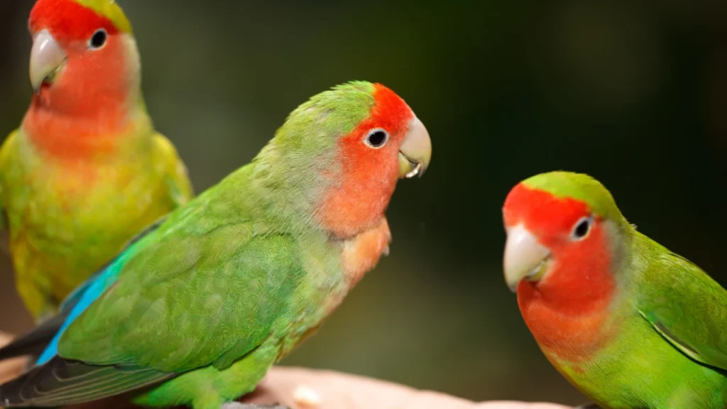 Peach-Faced Lovebird Names